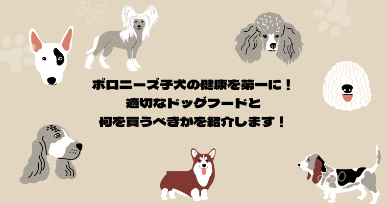 ボロニーズ子犬の健康を第一に！適切なドッグフードと何を買うべきかを紹介します！